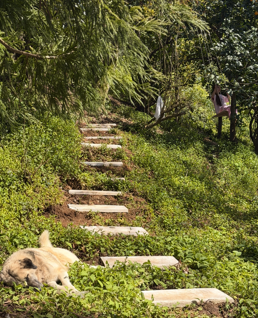 Loidevilla bahçesinde doğal taş patika ve yeşillikler - Artvin butik hotel doğa
